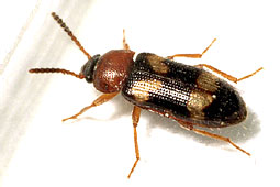 Mycetophagus fulvicollis