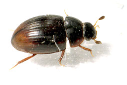 Cercyon sp.