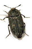 Thanatophilus dispar