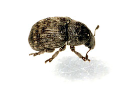 Brachytarsus nebulosus