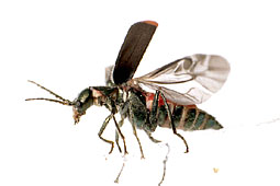 Malachius bipustulatus