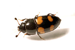 Glischrochilus quadrisignatus