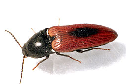 Ampedus sanguinolentus