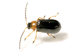 Luperus flavipes