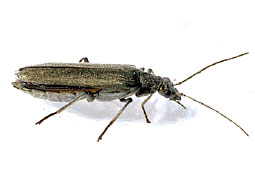 Oedemera lurida