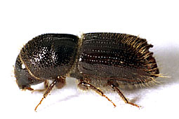 Scolytidae: Scolytinae:  Ips typographus (Linnaeus, 1758)