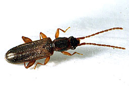 Cucujidae: Dendrophagus crenatus