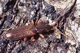 Cucujidae: Dendrophagus crenatus