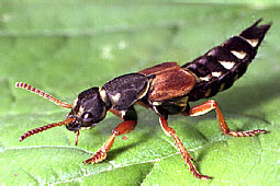 Staphylinidae: Staphylinus caesareus