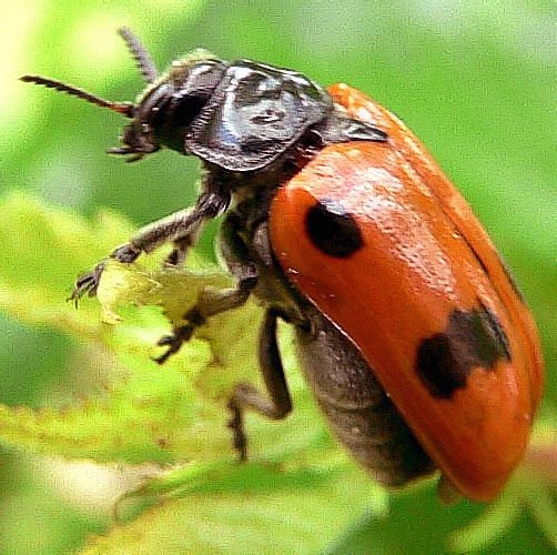  Clytra quadripunctata<br> (Chrysomelidae)