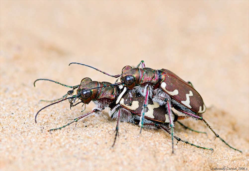 Cicindela hybrida Linnaeus, 1758