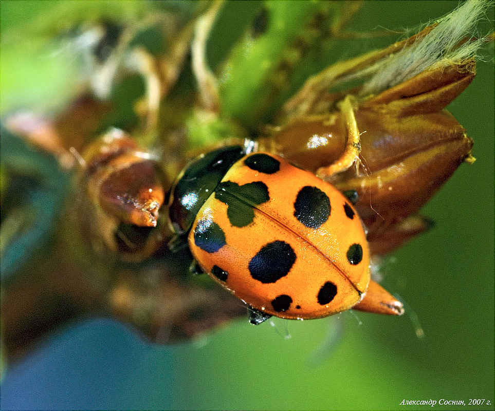 Semiadalia notata (Laicharting, 1781)