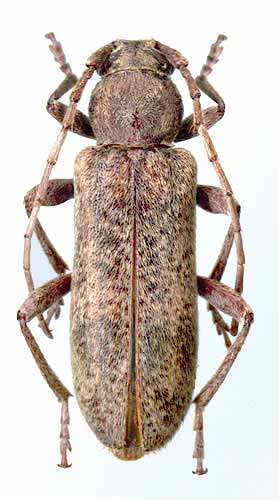 Trichoferus griseus