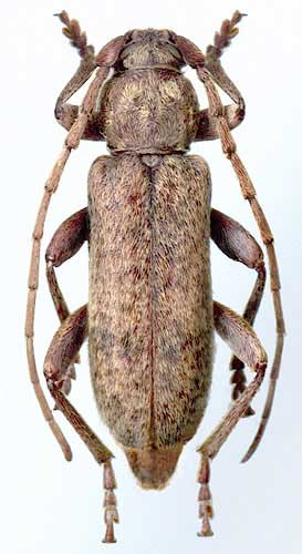 Trichoferus griseus