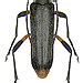 Grammoptera abdominalis (Stephens, 1831)