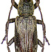 Sybra fuscolateralipennis Breuning, 1964