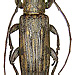 Sybra ochreovittipennis Breuning, 1964