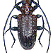 Exocentrus alboseriatus Gahan, 1894