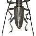 Gnoma agroides Thomson, 1860