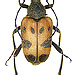 Pachytodes cerambyciformis (Schrank, 1781)