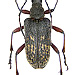 Evodinus clathratus (Fabricius, 1792)