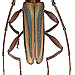 Xystrocera dispar Fahraeus, 1872