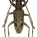 Acalolepta fasciata (Montrouzier, 1855) male