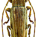 Sybra fuscobiplagiata Breuning, 1939 female