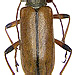 Cortodera humeralis (Schaller, 1783)