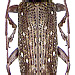 Sybra irrorata Pascoe, 1865   female