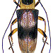 Glenea lefebvrei (Guérin-Méneville, 1831)  male