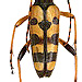 Leptura maculata (Poda, 1761)  female