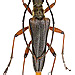 Stenocerus meridianus (Linné, 1758)