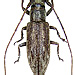 Ropica nigrosparsa Breuning, 1938 female