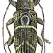 Tmesisternus oblongus Boisduval, 1835