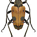 Pachytodes cerambyciformis (Schrank, 1781)