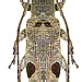 Sybra quadrinotata Schwarzer, 1925