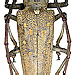 Batocera rufomaculata (DeGeer, 1775)