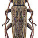 Sybra alternans (Wiedemann, 1825) male