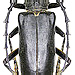 Plocaederus scapularis Fischer, 1821