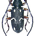 Exocentrus flemingiae Fischer, 1932 female