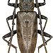 Hoplocerambyx spinicornis (Newman, 1842) male