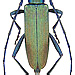 Aromia moschata (Linné, 1758)