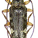 Tmesisternus subsimilis Breuning, 1966