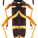 Clytus arietis (Linné, 1758)