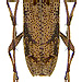 Ostedes variegata Aurivillius, 1913 male