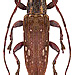 Sybra pluriguttata Breuning, 1942 male