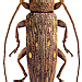 Sybra flavoguttata Aurivillius, 1927 female