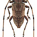 Acanthocinus aedilis (Linné, 1758) male