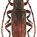 Sybra albomaculata Breuning, 1939 male